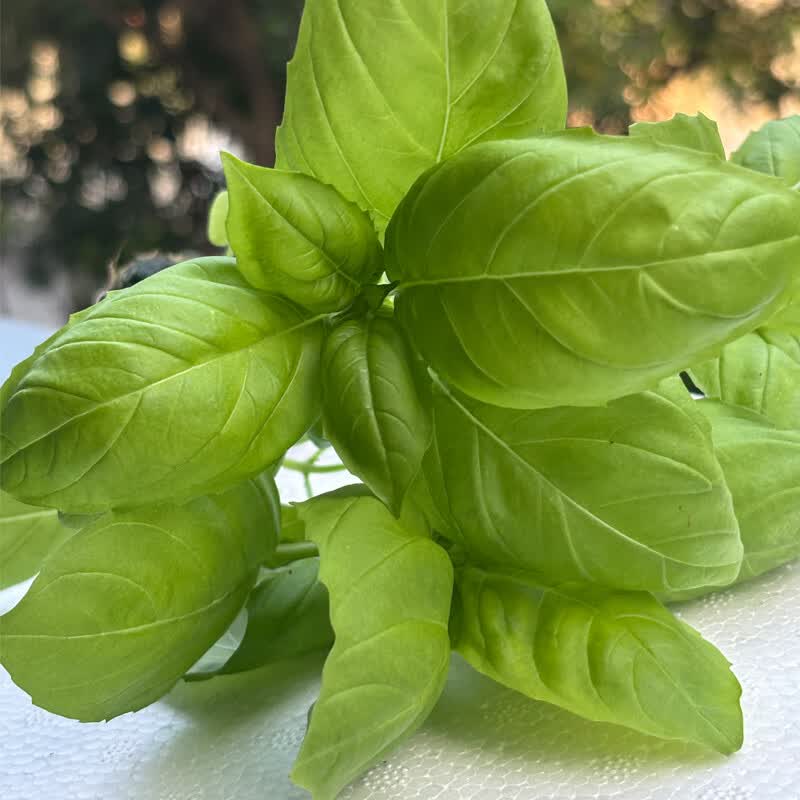 jin99502's tweet photo. Just made creamy garlic parmesan pasta in 20 mins for dinner—loaded with fresh basil, so comforting https://t.co/hmIKDHI3Io