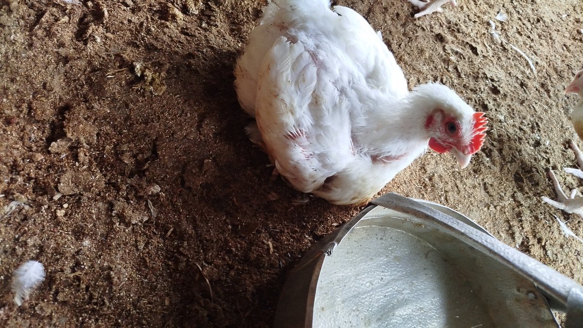 lemonade4ll's tweet photo. A little update for everyone who has been following me 🙏
I've been on here talking football and random things for a while now — and that's not going away completely ⚽ I will still give Ronaldo his accolades.
But I'm adding something bigger to this journey.
I run a poultry farm here in Nigeria 🐔 and I've started using AI tools to manage and grow it. Next month I'm adding a fish pond 🐟
With everything happening in this country — inflation, insecurity, economic pressure — I genuinely believe agriculture is one of the most powerful things Nigerians can do right now.
So I'm going to document everything openly:
— The real numbers
— The AI tools I use
— The wins and the losses
— The fish pond journey from day one
I'm also launching a YouTube channel where I go deeper on all of this.
Same me. Just on a bigger mission now 🇳🇬
Follow the journey or don't — no hard feelings. But if you stay, I promise it'll be worth it 🐔🤖🐟
#NigerianFarmer #AgricultureNigeria #BuildingInPublic
cc @thriveagric @farmcrowdy @NaijaAgric @NAQSng