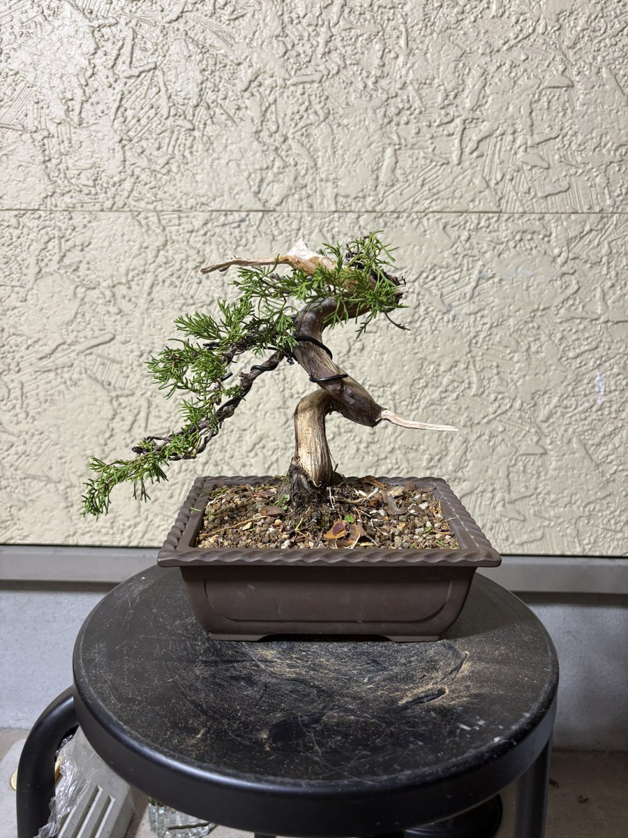 sabori5963's tweet photo. 死ぬほど安かった糸魚川真柏(らしい)。
練習用で買ったが面白みないし思い切って。
どの角度やろか。😕
#糸魚川真柏　#真柏　#盆栽　#BONSAI https://t.co/hc0ekG3Pn7