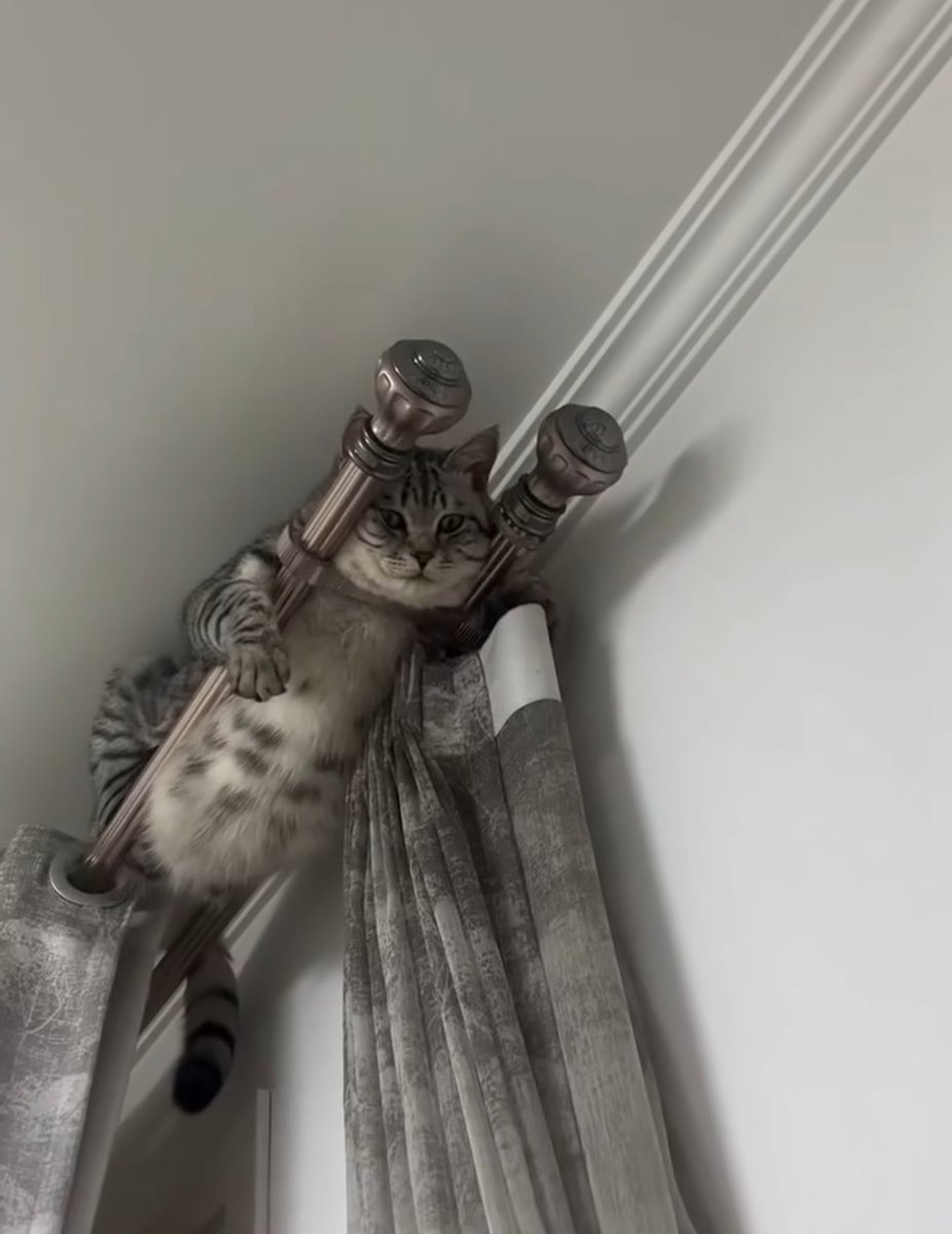 BetterWithCat's tweet photo. See that, you humans? So cute, meow~ https://t.co/JH0cYZXBua