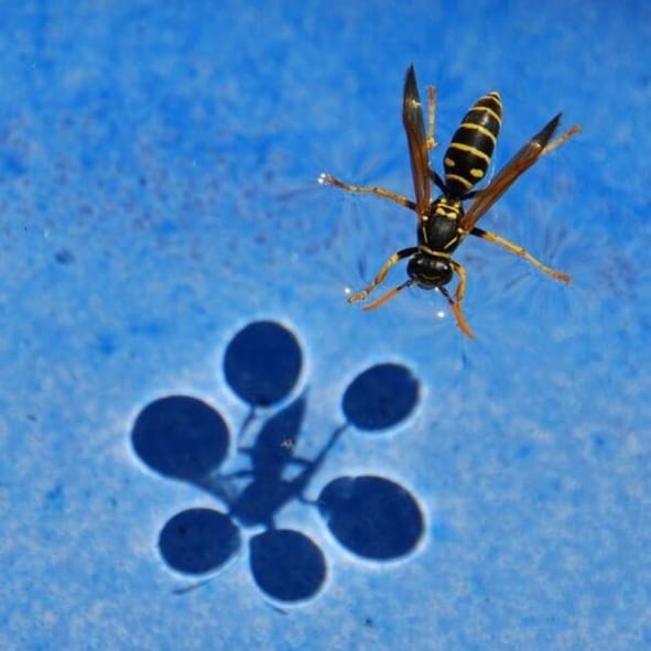 amazing_physics's tweet photo. Surface tension https://t.co/UZVhL2lavN