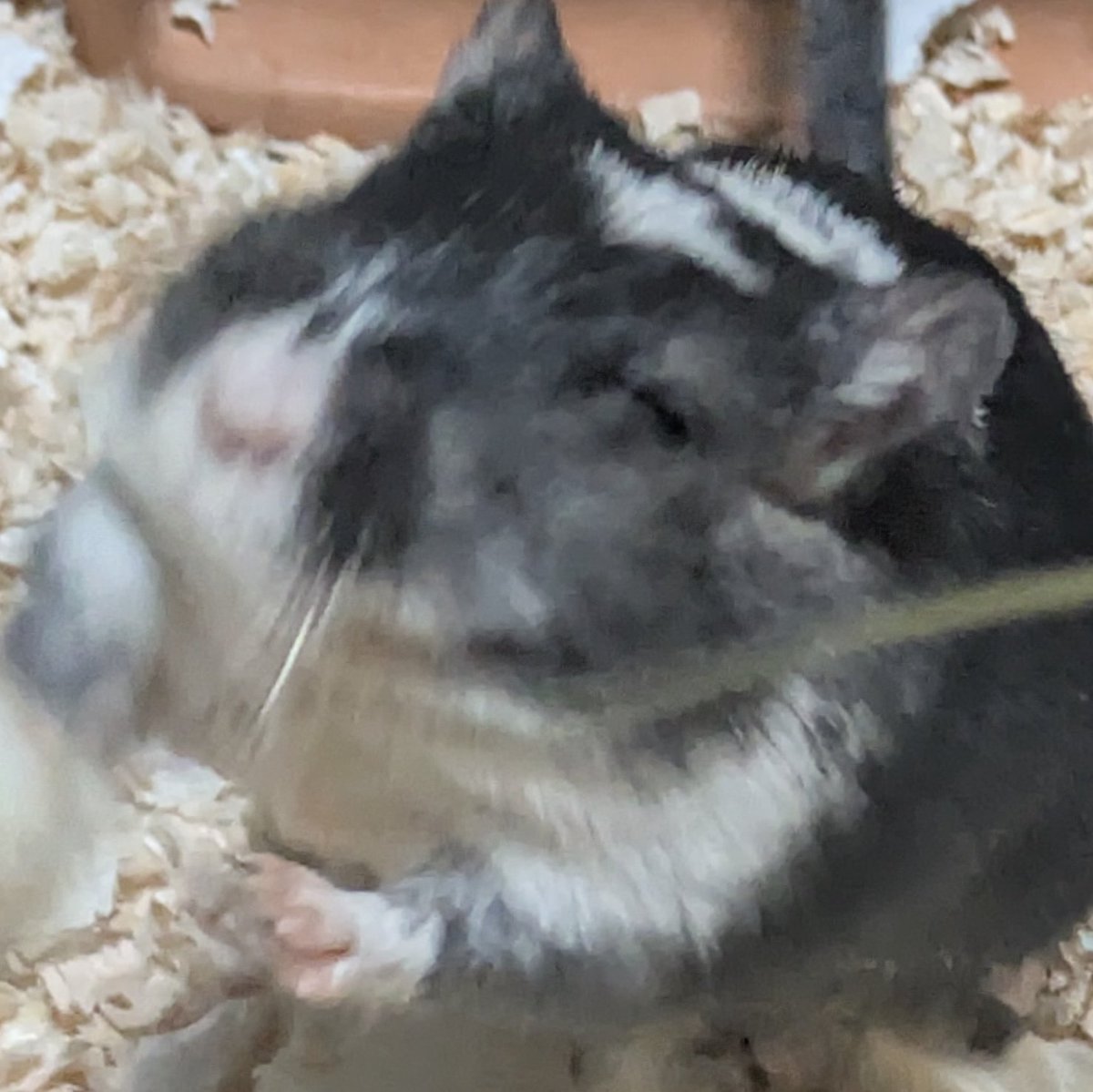 bnbnNEZ's tweet photo. 本日のねずみ
あばれんぼ https://t.co/eCULQXNOeP
