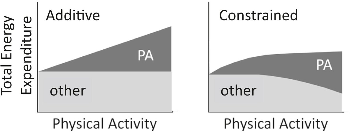 dantawfik's tweet photo. Exercise burns 500 extra calories. Your body compensates by spending 500 fewer. Net change: zero. A foundational study by @HermanPontzer measuring 332 adults across five populations proved the math behind weight loss doesn't work the way we've been told.

Ponzer and his team used doubly labeled water to measure total energy expenditure and accelerometry to track physical activity in adults from Ghana, South Africa, Seychelles, Jamaica, and the United States. This method captures actual metabolic rate over 7-10 days in free-living conditions, not lab-based estimates.

The standard additive model predicts that total energy expenditure increases linearly with physical activity. Burn 200 more calories moving, spend 200 more calories total. That's the assumption underlying most weight loss and obesity prevention strategies.

The data revealed something different. After adjusting for body size and composition, total energy expenditure was positively correlated with physical activity at low-to-moderate activity levels. But in subjects with higher physical activity levels, total energy expenditure plateaued. The relationship wasn't linear. It was constrained.

This supports a constrained total energy expenditure model: the body adapts metabolically to maintain total energy expenditure within a narrow range when physical activity increases beyond moderate levels. The metabolic response to activity isn't passive addition. It's active compensation.

Two variables appeared to modulate this response: body fat percentage and activity intensity. Higher body fat was positively related to total energy expenditure, while higher activity intensity was inversely related to total expenditure after controlling for activity volume. The body's adaptive mechanisms aren't uniform across metabolic phenotypes.

The compensation mechanisms likely involve reductions in basal metabolic rate, thermic effect of food, or non-exercise activity thermogenesis. When physical activity energy expenditure increases substantially, other components of daily energy expenditure decrease to keep total expenditure stable.

This has direct implications for weight loss interventions. Exercise programs that substantially increase physical activity may not produce the caloric deficits predicted by additive models because the body compensates by reducing energy expenditure elsewhere. The expected 1:1 relationship between activity and expenditure breaks down at higher activity levels.

The plateau doesn't mean exercise is ineffective. Physical activity produces metabolic benefits independent of energy balance, including improved insulin sensitivity, mitochondrial function, and cardiovascular health. But using exercise as the primary driver of caloric deficit faces a biological constraint that most public health models don't account for.

The constrained model also explains why cross-population studies consistently find that more active populations don't have proportionally higher total energy expenditure. If compensation occurs above moderate activity levels, highly active hunter-gatherer populations and sedentary Western populations can show similar total daily energy expenditure despite vastly different activity patterns.

The decisions about exercise intensity, volume, and metabolic context (body composition, dietary intake) interact with constrained energy expenditure in ways that aren't captured by simple calorie-counting models. The body regulates total energy expenditure as a managed system, not a passive ledger.

Public health strategies built on additive energy expenditure models assume a biological response that doesn't match observed physiology. The constrained total energy expenditure framework suggests that preventing weight gain requires addressing both sides of energy balance, and that increasing activity alone may not produce the metabolic effects predicted by conventional models.