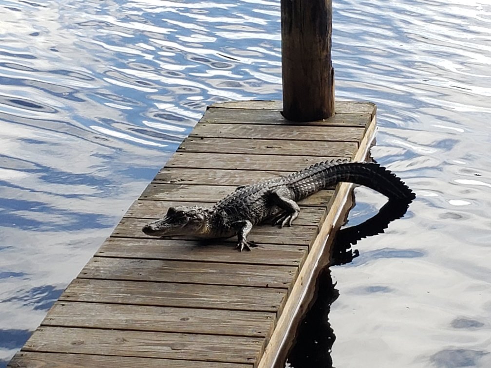 RiverCastaways's tweet photo. Well hello there friend! 🐊 https://t.co/PZkymBcapB