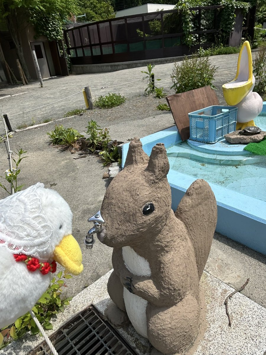 marumarunosekai's tweet photo. リス🐿️さん、こんにちは
パンチェッタです
え？リスさんの鼻？から水出るんですか
楽しいですね🪿
#もちっとダック 
#ぬい撮り https://t.co/cNJohMZOFY