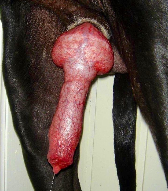 Floraknottz55's tweet photo. Always the best feeling ever 🔞🐶😘

NEW VIDEOS OUT NOW!!! 
https://t.co/zYL3w9SSx8 
#k9 #knotty #zoo #doggo #artofzoo #nsfwtwtًً #trending #fury #dog https://t.co/geZpWacOU9