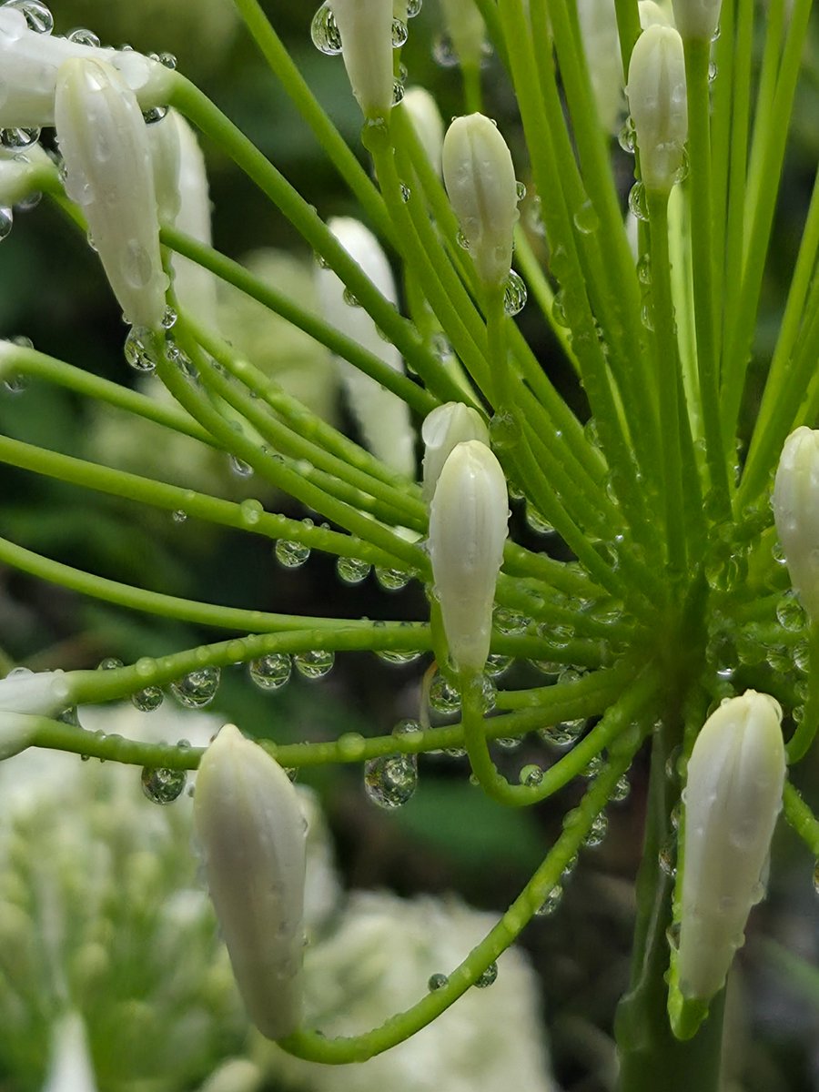 k_griv's tweet photo. 白い蕾と雨のしずく
White buds and raindrops https://t.co/NLIF9yfkGc