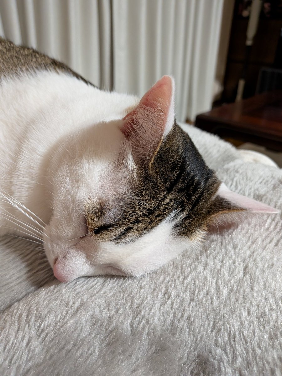 Cherrymomo7's tweet photo. 夢の中へ
＃猫 https://t.co/OrDyHXx0zn