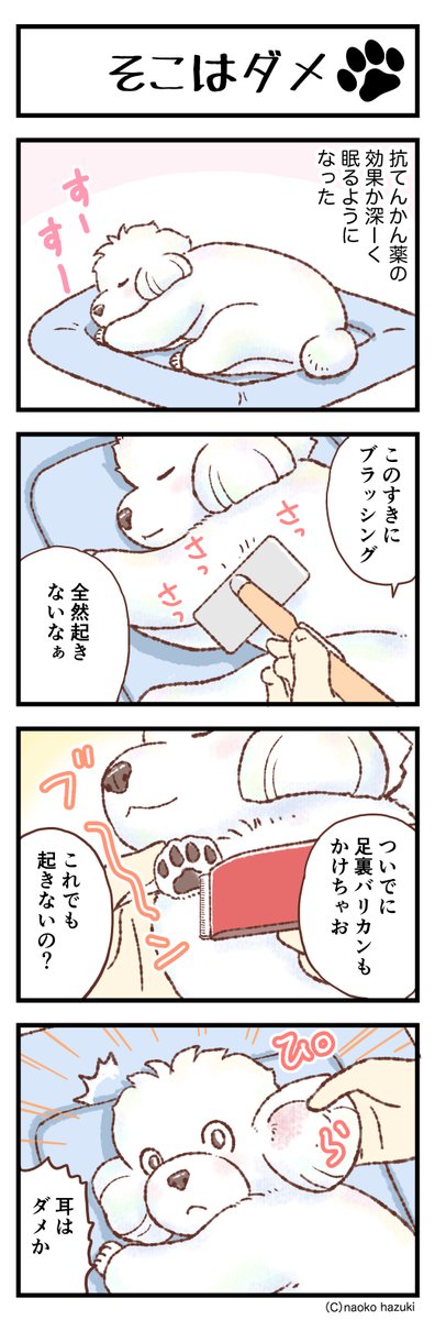 ransenosin's tweet photo. そこはダメ【572】〜「トイプードルことりとゆかいななかまたち」   

https://t.co/Vl5k5FDqkQ

#トイプードル
#マンガの読めるハッシュタグ
#愛犬がいる幸せ
#アメブロ
#四コマ漫画 https://t.co/2zWStQHmgQ
