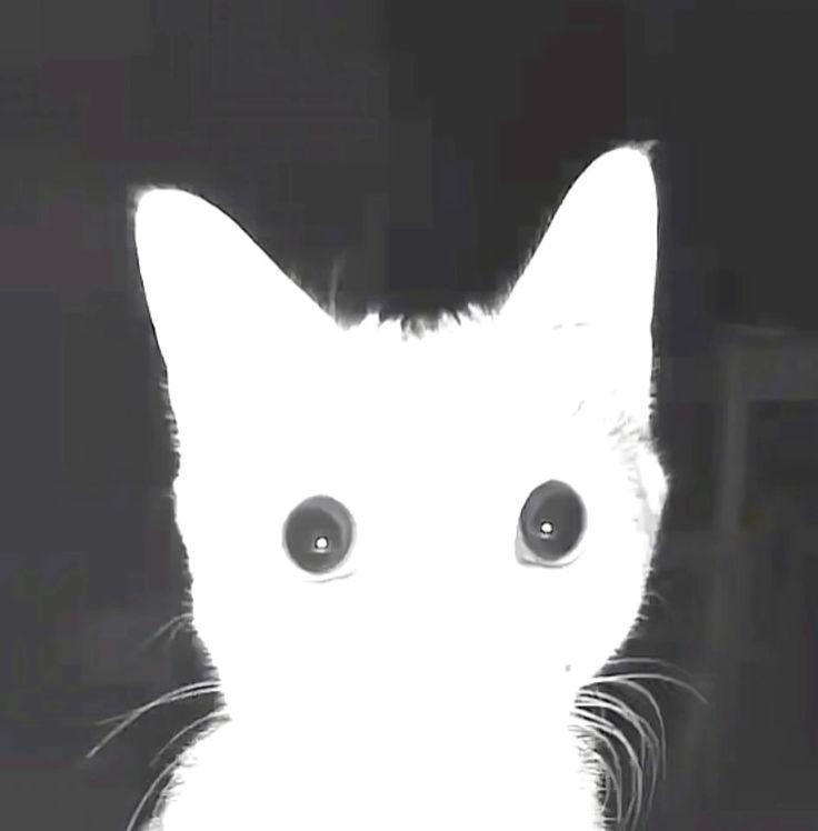 abyssveilevil's tweet photo. EVIL KITTY WIP
#deadlock #drifter #fanart #WIPㅤㅤㅤ https://t.co/ddHNG4NAXQ