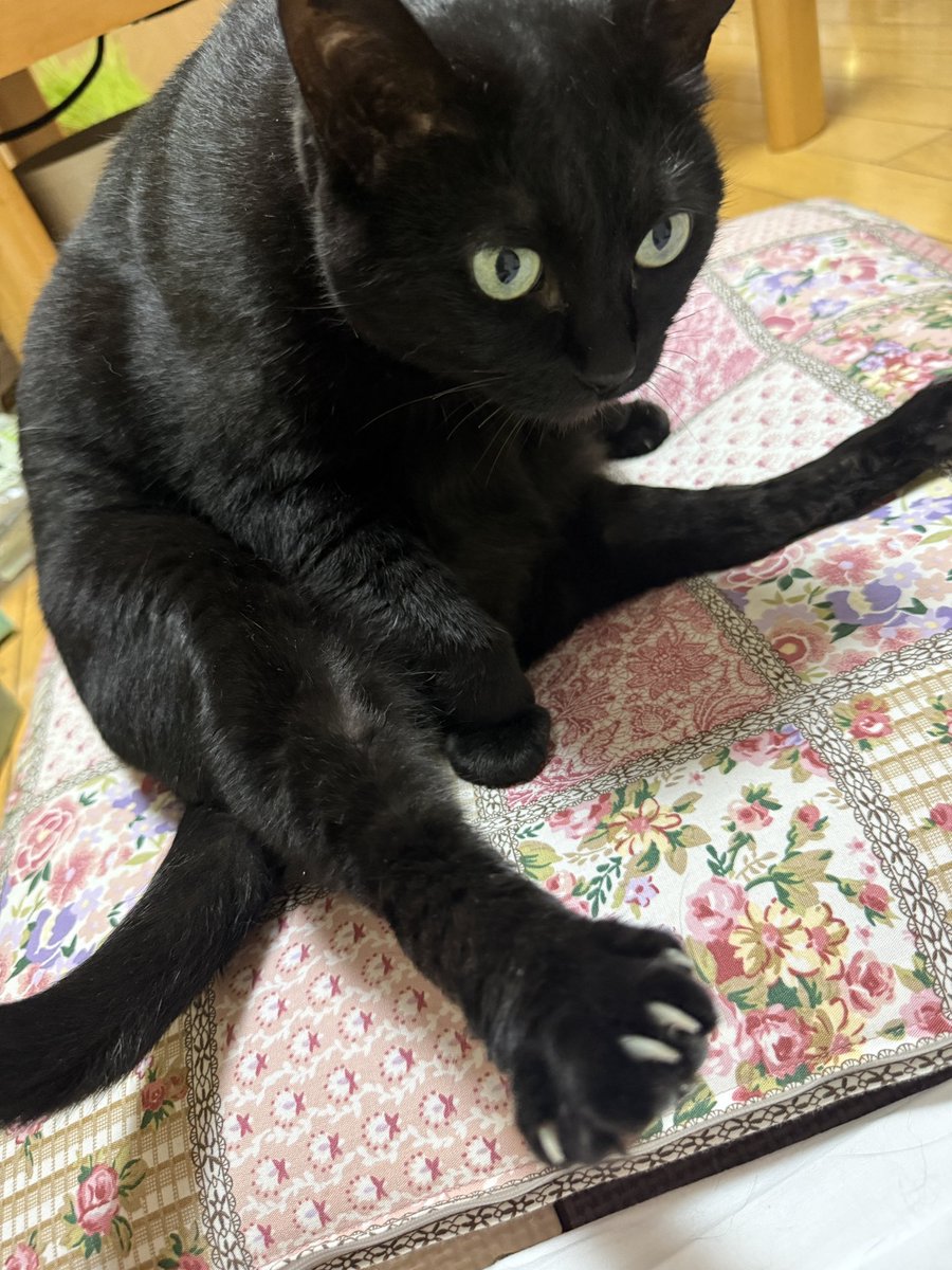 milktogomami's tweet photo. 毛繕いタイム

#猫写真 https://t.co/J4JS5Ht8py