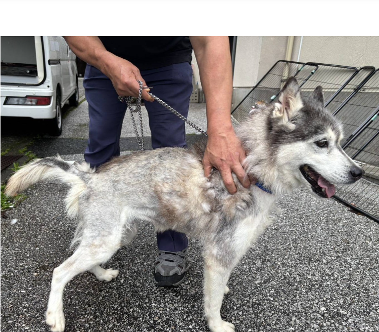 mama88872520's tweet photo. 迎えを待ってます😟飼い主さん、探されてますか？
https://t.co/qv1UkcvRjh
#高知県  高知市  高知市長浜  6/5収容😖 【CD26-005】
#ハスキー ♀️ 首輪なし  人懐っこい #迷子犬  #迷い犬  
いの町  土佐市  南国市  飼い主様・関係者以外の連絡不可です。 https://t.co/uhLHkv766Q