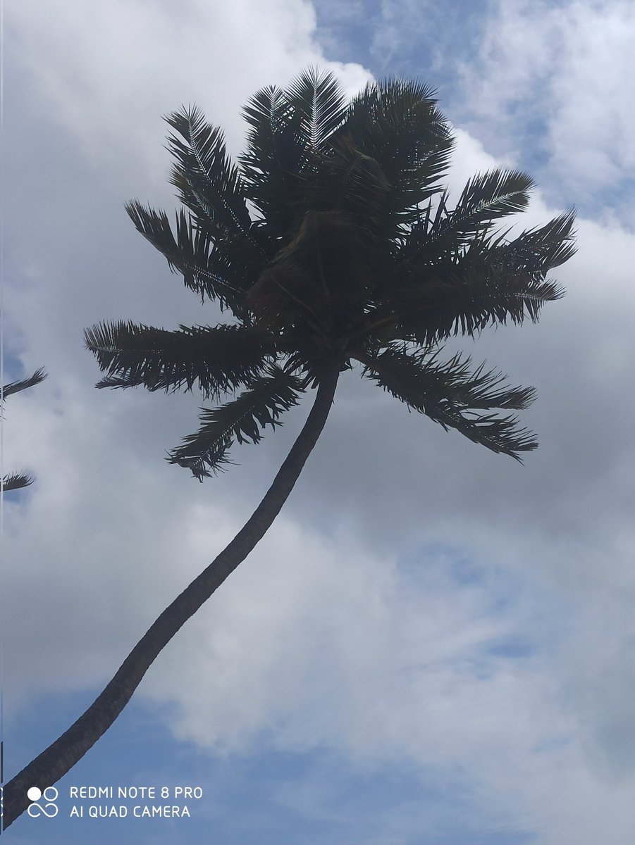manoj71845's tweet photo. #nature #photography #goodmorning #beach #goa #goodevening https://t.co/HS8CvZerIT
