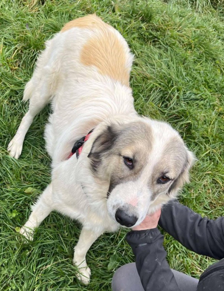 Pawprints2F's tweet photo. Romania

🐾 Star - 4 years old
🐾 A little shy but so sweet and gentle 🥹
🐾 Once secure, her playful side emerges!
🐾 Enjoys being around people and forms strong bonds
🐾 Doing well with guidance when on a lead
🐾 Can live with dogs and kids 12+

https://t.co/8YWAdIEZIk https://t.co/vBVd8MW5Do