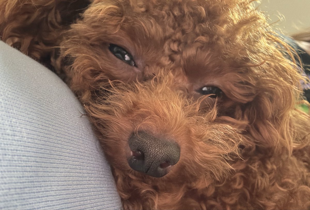 merocochanel's tweet photo. 太ももの上でうとうとしてくれてるよ🥺🩵 https://t.co/StyBX32ysx