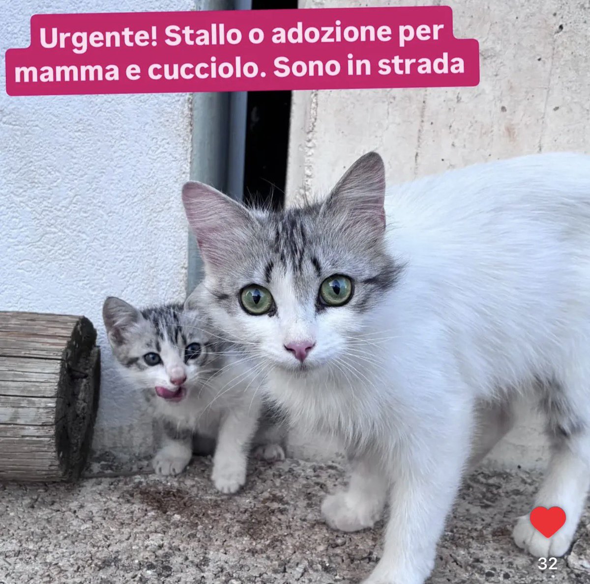 unnuovoinizio1's tweet photo. URGENTE - stallo o adozione in PUGLIA per consentire la sterilizzazione della mamma 

Al momento sono in STRADA

AIUTATEMI A CONDIVIDERE

Se interessati o disponibili mail a

amicidisalem.odv@gmail.com https://t.co/aTe5HSZUDu