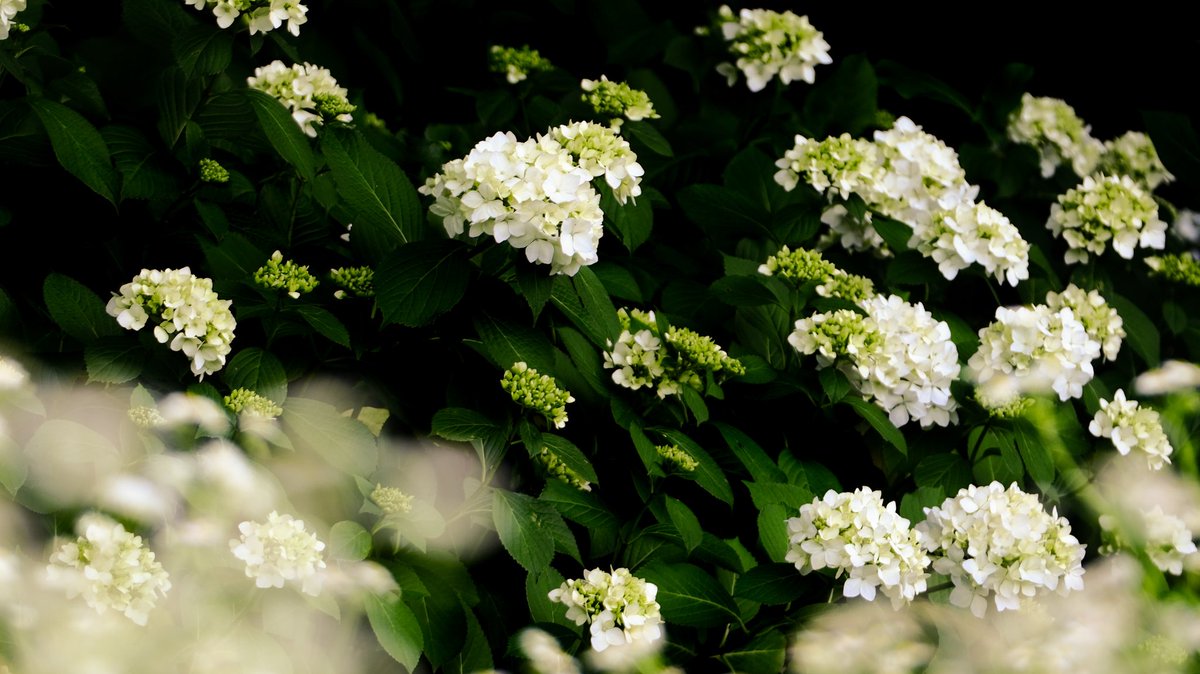FujiZero66's tweet photo. 紫陽花撮りに行った📸 https://t.co/GxqVqut3c1