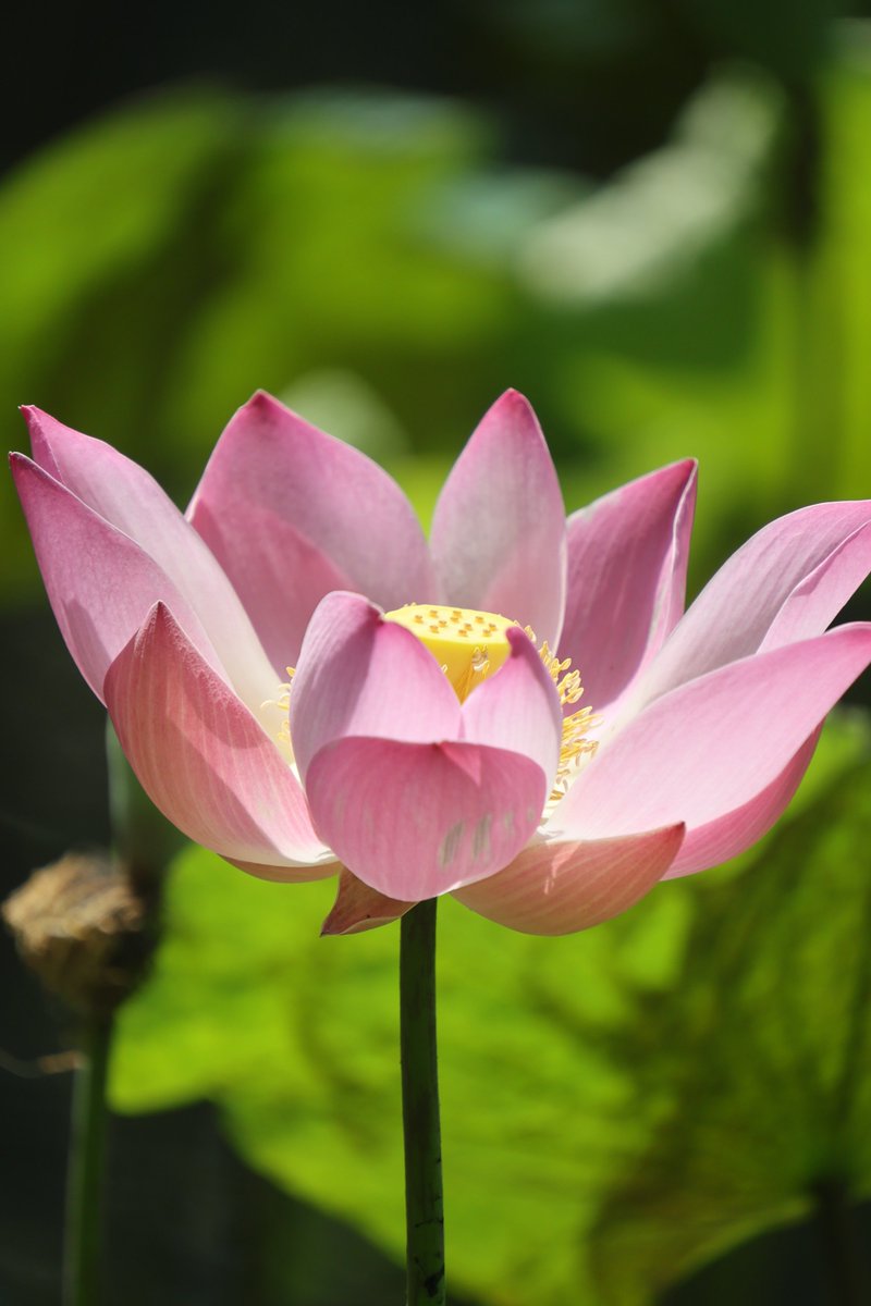 gontanokoneroku's tweet photo. Art is long, life is short.
Good night,friends. Have sweet dreams 😌 

Sat 10:00PM 🇯🇵
#Lotus 🌸 https://t.co/lLcdutysuk