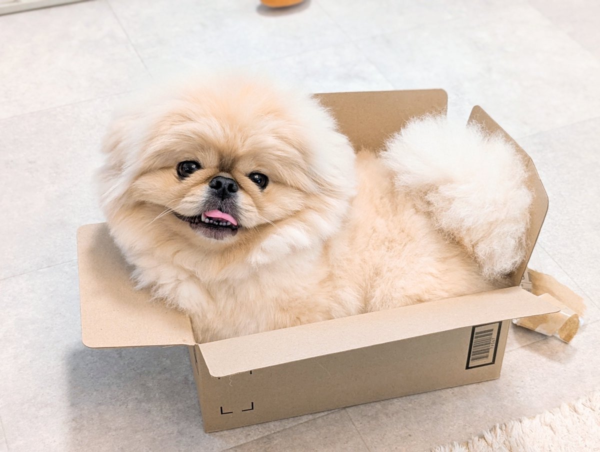 どんきち ジャストサイズな どんちゃす📦️
