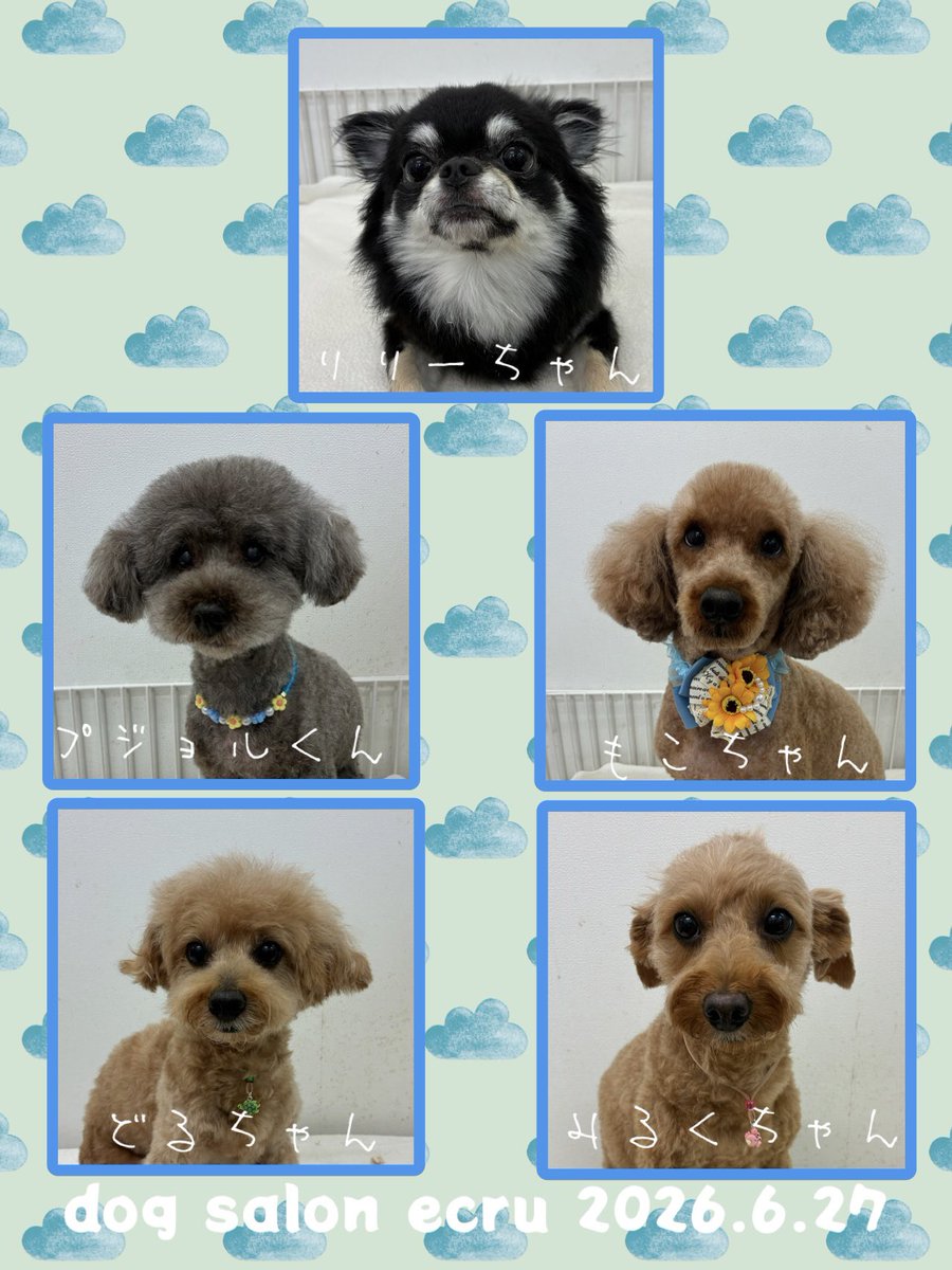 megu92's tweet photo. 閉店します(*･ω･)*_ _))今日の可愛いご来店ワンちゃん達♪詳しくは後ほどアップするインスタで(　´∀｀)つ　https://t.co/nMPfRgt0yM https://t.co/HKrgPjJ4NH