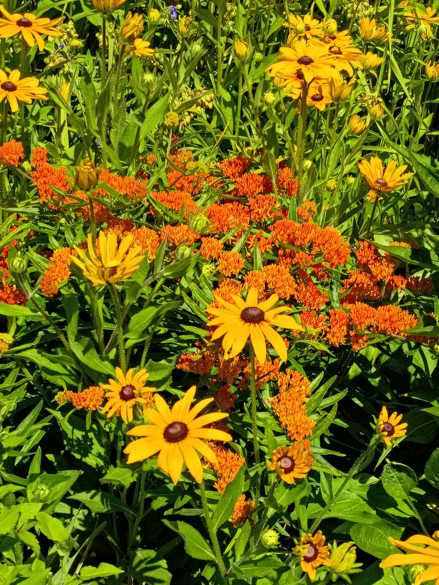 RobertCBoyce's tweet photo. Milkweed and Black Eyed Susans! https://t.co/lWaNE7M9lF