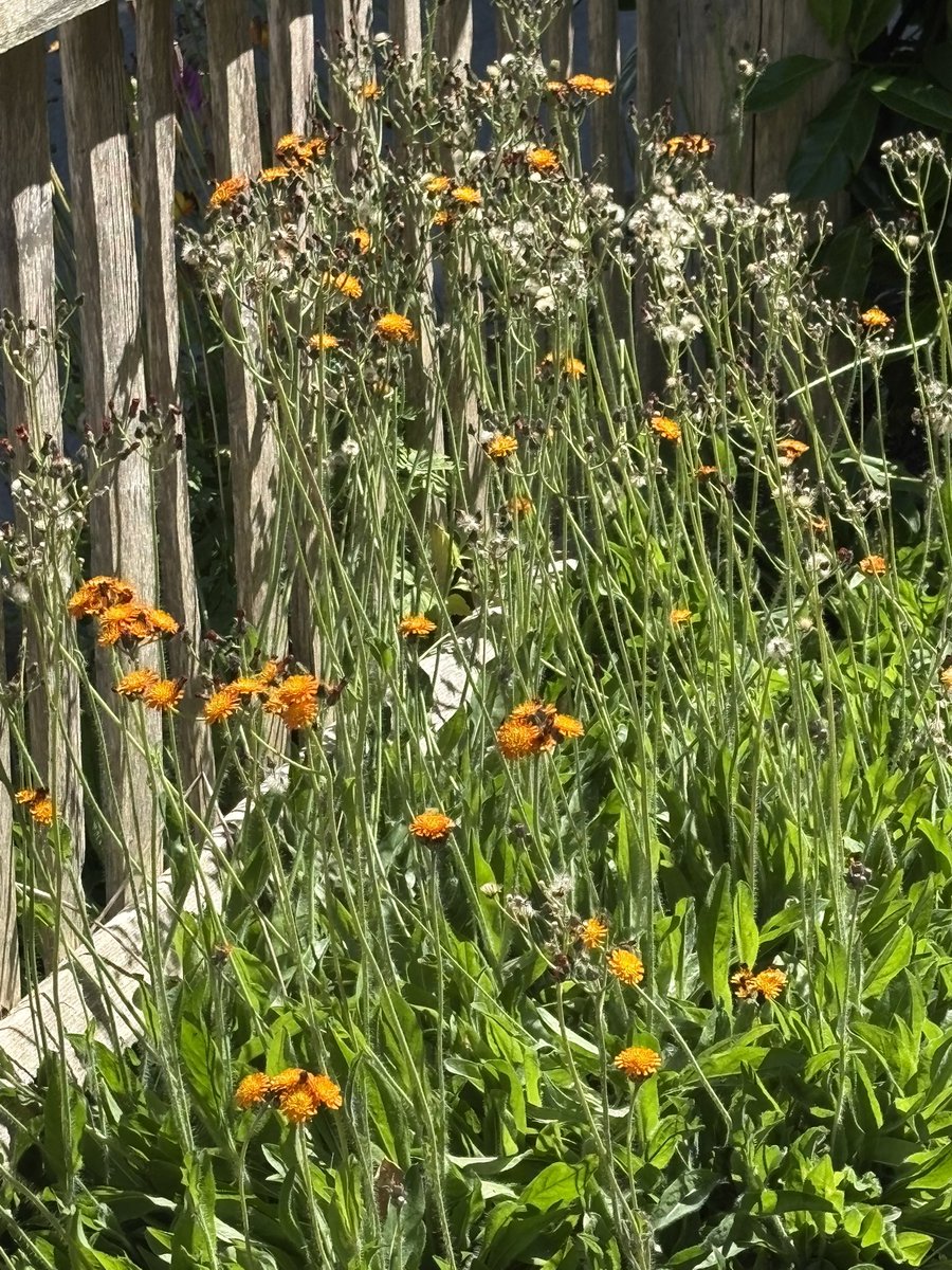 Right_You_R's tweet photo. Confession: I ‘lifted’ one of these plants from a churchyard and it has since  spread massively. I have been told it is known colloquially as ‘fox and cubs’. It has a pretty orange flower, likes poor quality soil and requires ZERO maintenance. https://t.co/YnJIAsLbaG