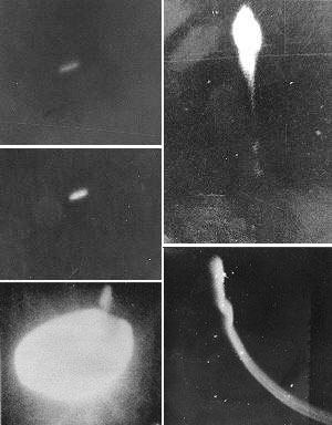 _halkyofu_'s tweet photo. ブラジルで回収されたっていう、宇宙人の動画？？

ブラジルで最も有名なUFO・宇宙人事件は
ヴァルジーニャ事件やけど
それよりも前に、軍が出動したっていう事件がある

それがプラート作戦で、コラレスっていう場所が
エイリアン？が人間を襲ったという事件で
それの調査のために、軍が軍事作戦するまでに
発展したっていう事件

この動画は、この時回収された宇宙人
って言われてるけど
ちゃんと調べたら偽物でした！！
ブラジル人のデザイナーが事件を記念して
作った作品でした...

ただ実際にブラジル政府が公開した機密文書の中に
軍事作戦で撮影されたらしいUFOの写真があるので
コラレスで何かが起こったことは間違いなさそう

#UFO #UAP #ufo #uap #alien #エイリアン