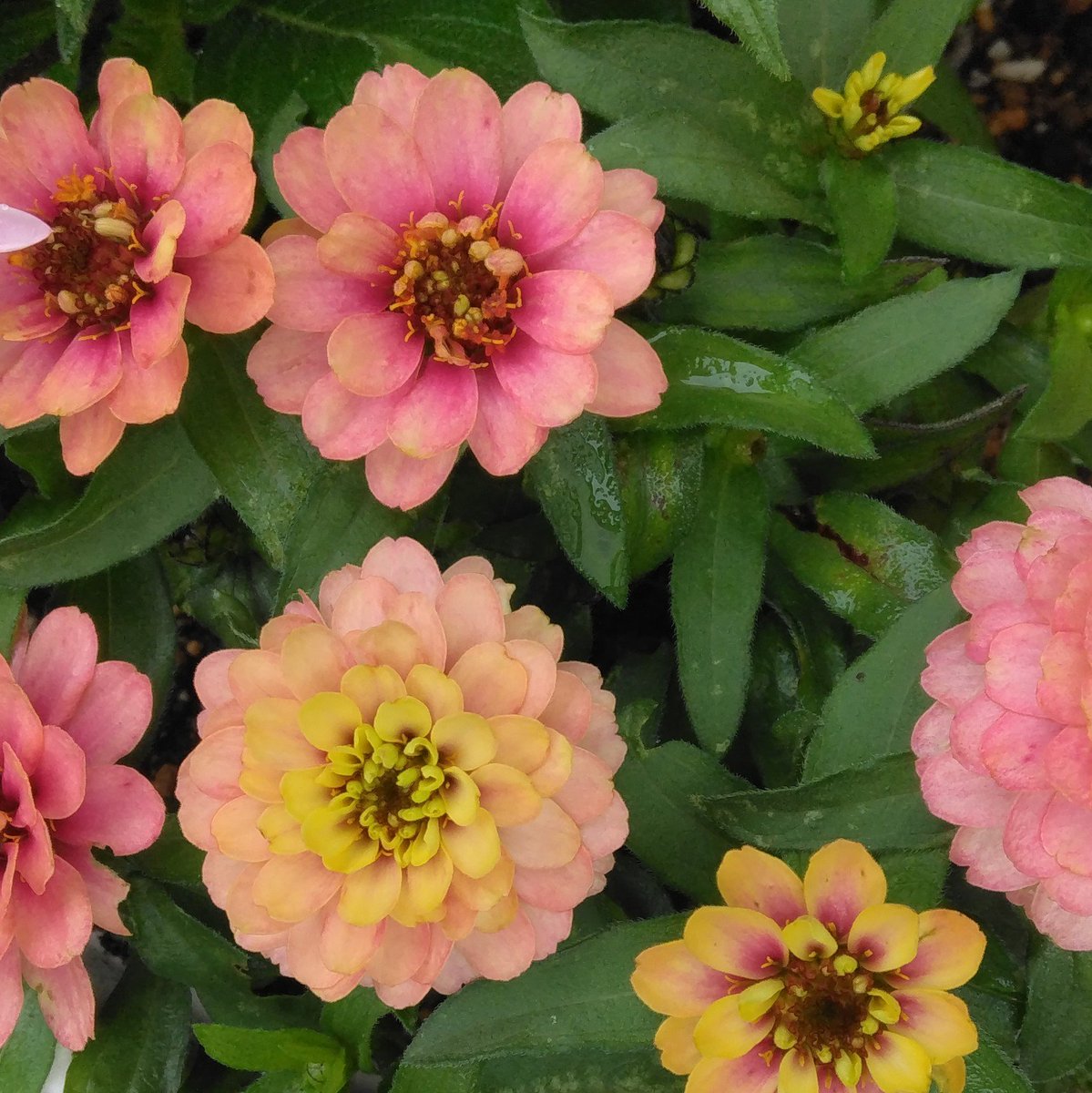 actflowercom's tweet photo. おはようございます☔🌈💧

#TLを花でいっぱいにしよう 
#花好きな人と繋がりたい 
#花のある暮らし 
#花写真 https://t.co/7J5OYPf9Bn