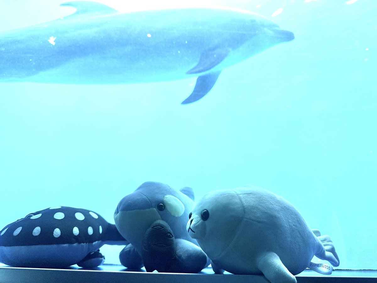 moonbow2020s's tweet photo. 朝からバイキングで食べ過ぎちゃったよ…
その後は、水族館🦭へ行ったんだよ〜😳
お別れの時が近づいて寂しくなってきた…

#旅するトリックスター
#トリックスター親子 https://t.co/FfDw7WzHhw