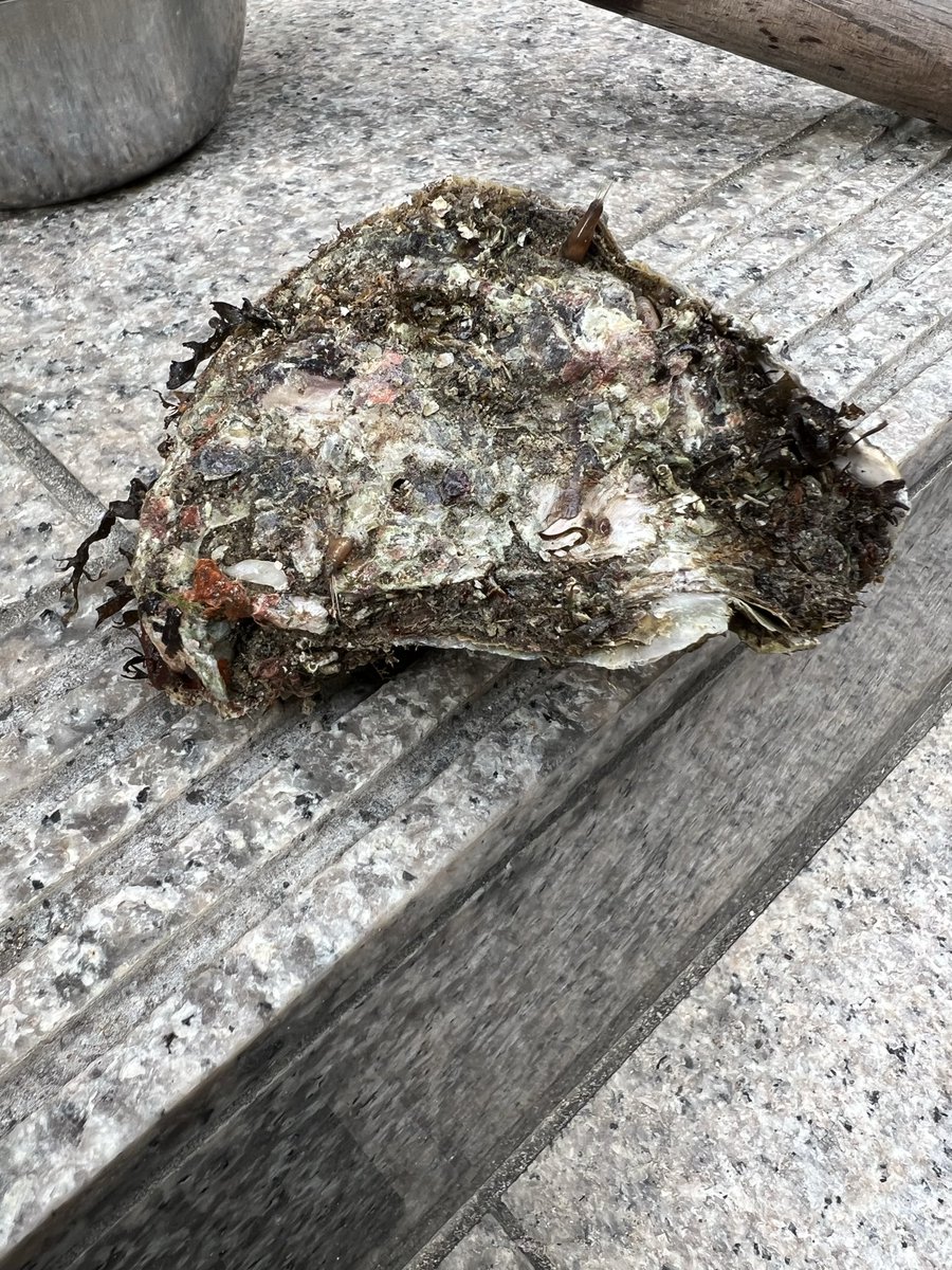 obayan888's tweet photo. 天然岩牡蛎ゲット🥰
#小砂川産 https://t.co/ltoR601Lat
