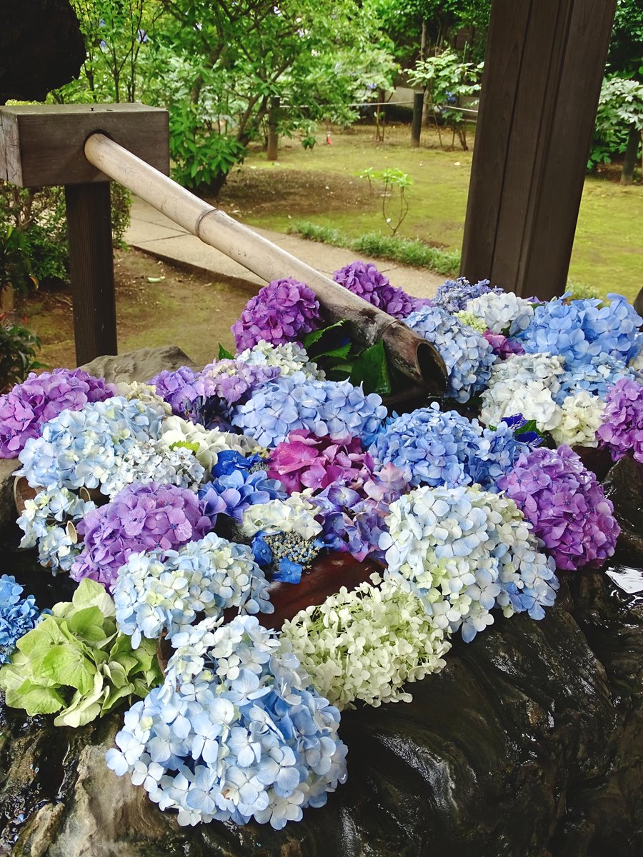 0405ayako's tweet photo. #妙楽寺 さん  #花手水

#紫陽花 の時期の各所の花手水はワクワクしますね͛💠
可愛い💙🩵💜

リアルタイム投稿でないので、ご注意下さいね。
⁡#キリトリセカイ⁡
⁡#ファインダー越しの私の世界⁡ 
#アジサイ #あじさい #Hydrangea
#紫陽花が好き #紫陽花の花手水 https://t.co/46FStmTDWb