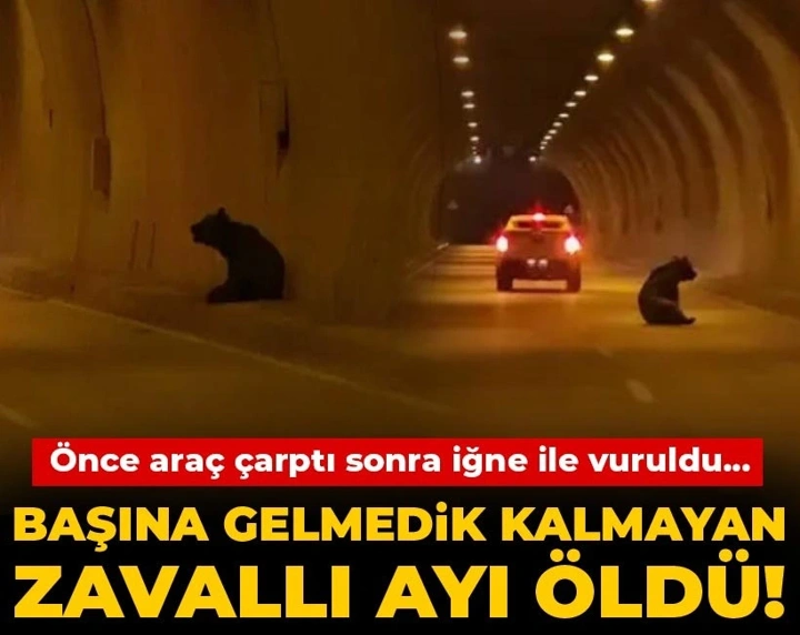 halktvcomtr's tweet photo. Önce araç çarptı sonra iğne ile vuruldu...

👉 Başına gelmedik kalmayan zavallı bozayı hayatını kaybetti https://t.co/K7AvktFsMQ