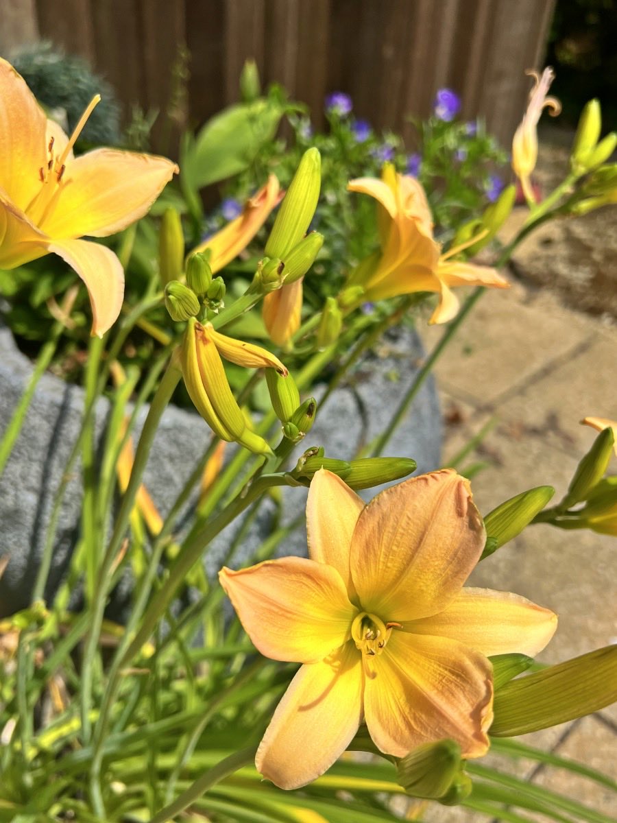 karlineVerhelst's tweet photo. Impressies van de tuin. Door het warme weer en de overvloedige regenbuien bloeit die uitbundiger dan andere jaren.
#mybackyard https://t.co/vBQBxNFyij