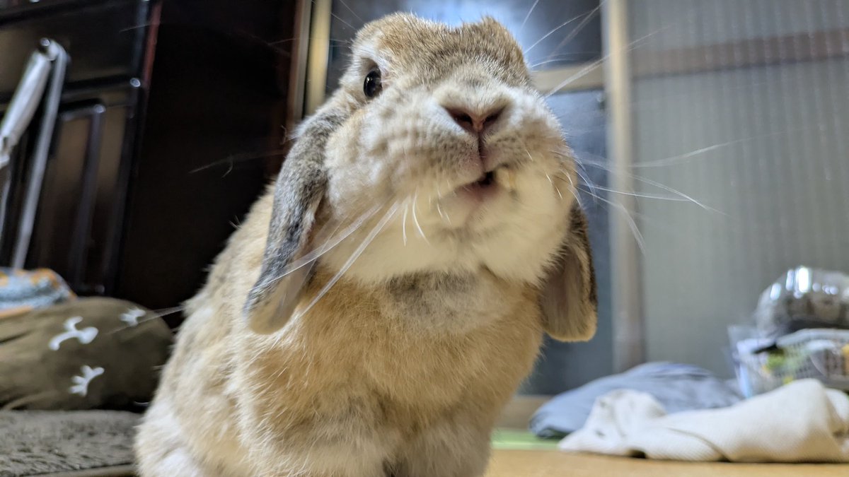maze_mix2's tweet photo. 🐰 https://t.co/fsfJeGwD8Z