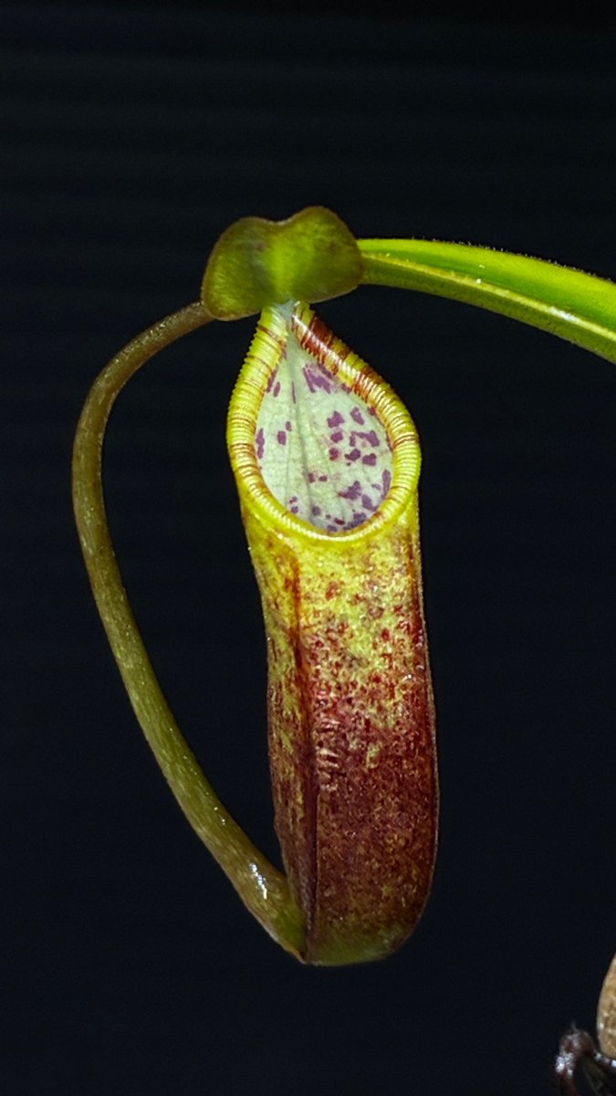 plan7s's tweet photo. Nepenthes lowii x tentaculata https://t.co/MyVS7gniYc