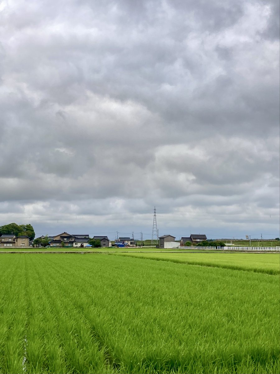 TetsuWingfield's tweet photo. 午後、県西部の高岡市へ。鉛色の空の下、若稲の緑が目に染みます。
スーパーには氷室饅頭が。金沢や富山県西部では加賀藩が氷室を開き江戸に送るこの時期に饅頭を食べ無病息災を願います。
富山市の朔日饅頭と同様ですがこちらは一月遅れ。清浄、魔除、健康を表す白赤緑の三色というのも違います😊 https://t.co/Hl9ZLF1hKR