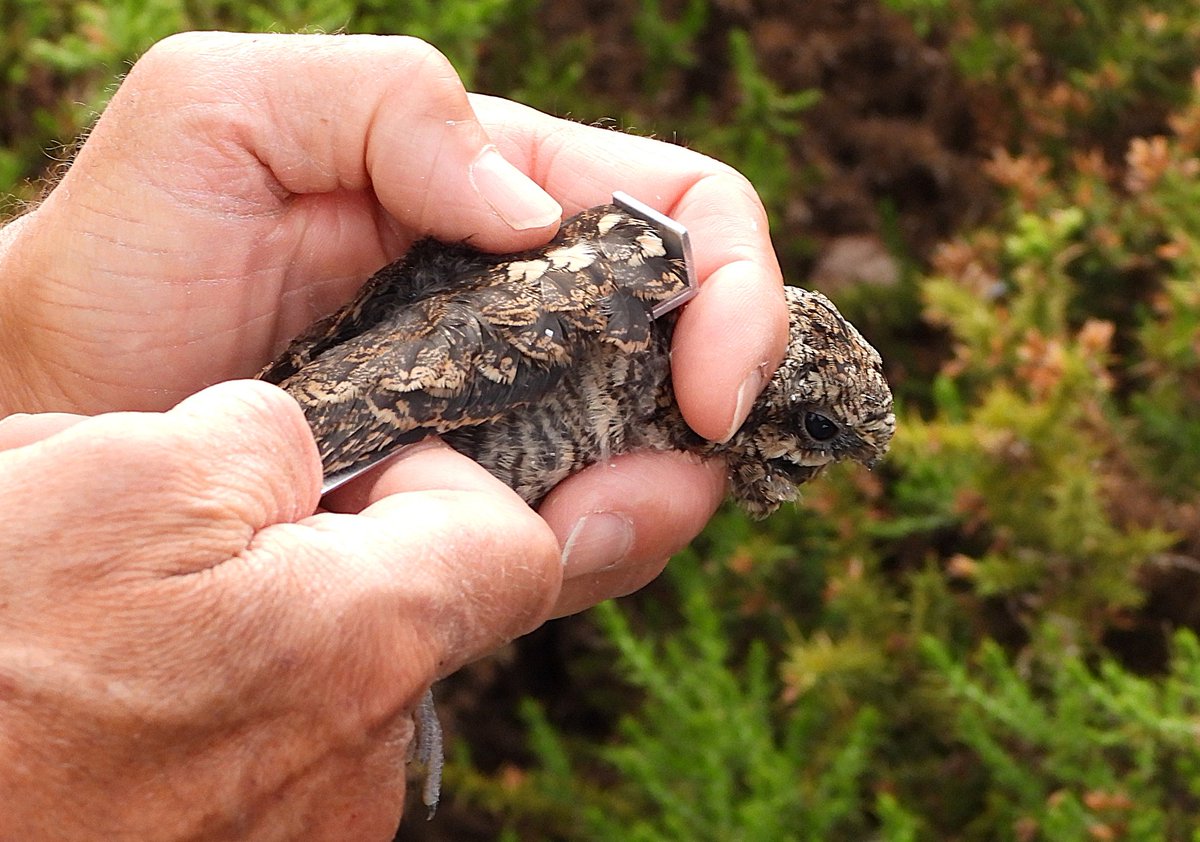 HarriermanPhil's tweet photo. This week in birdy world has seen #Barnowls and #MarshHarrier checkef, with a pair of young #Nightjars and more #mediterraneangulls ringed. Thanks to @BirdIceni @NaturalEngland and others. #teamwork 👍 https://t.co/5Pei24FKhR