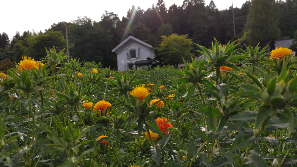k_kuzaemon's tweet photo. 2026柏倉九左衛門家紅花まつり1日目ご来場いただきありがとうございました。
明日も10時より開場いたしますので、皆様のご来場心よりお待ちしております。
 #中山町  #旧柏倉家住宅  #紅花  #紅花まつり https://t.co/N2kJYJ05MY