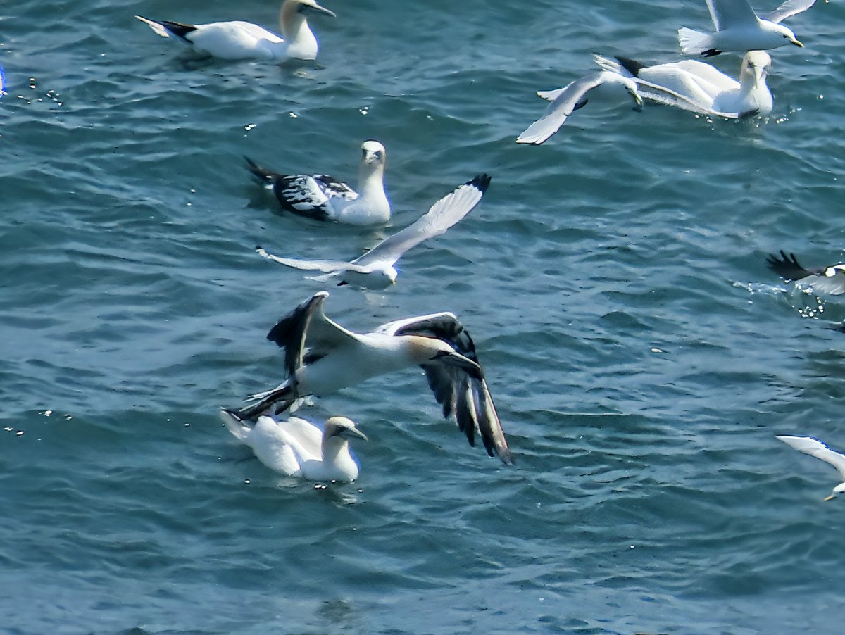 AckoMickey's tweet photo. Had a fantastic day at Flamborough yesterday https://t.co/pcdtu3mKcV