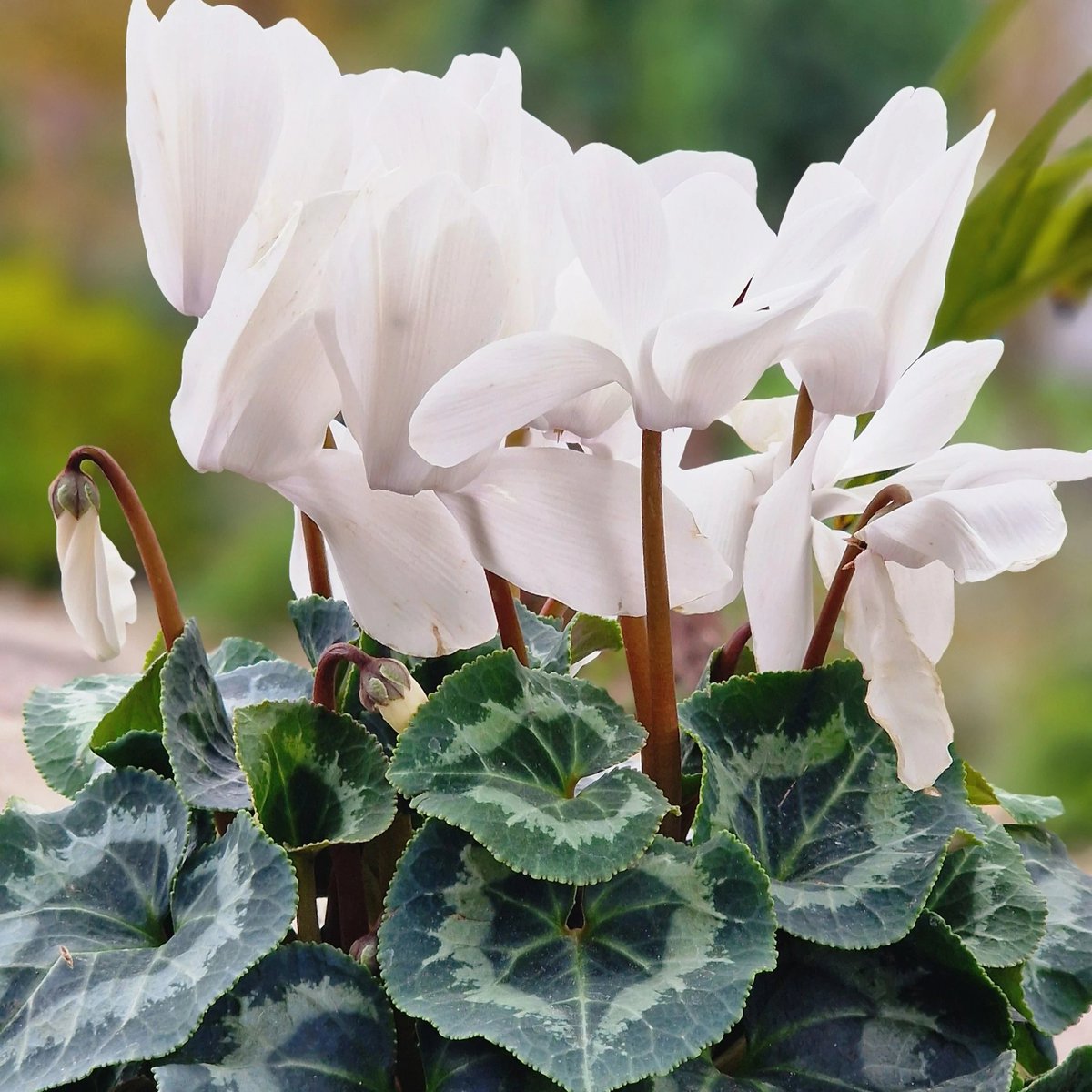 timeIyodette's tweet photo. without knowing much about her personality for now, i think a flower to best represent Odette would be a white cyclamen, a flower that resembles a ballerinas tutu and i also think its quite swan like. it's a very pretty flower that can symbolize long lasting affection 𑣲⋆ https://t.co/24DQJOkClp