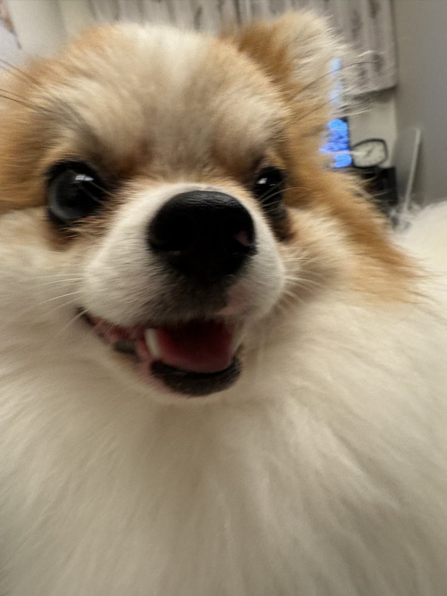 bunsiltecchan's tweet photo. 眠たいダイヤちゃん🐣
パッチリのてっちゃん🐶

#ポメラニアン
#犬のいる生活
#犬好きさんと繋がりたい
#てっちゃん656日目
#ダイヤちゃん336日目 https://t.co/VZhC0sKEBS