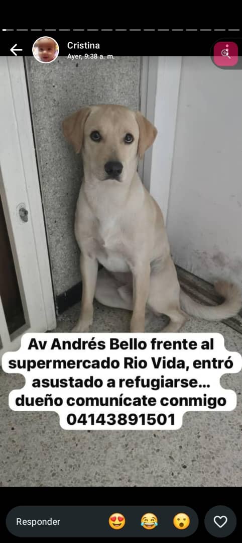 yaracalcagno's tweet photo. Atención Av. Andrés Bello. Se busca a su familia. https://t.co/ZJW1EzeXkD