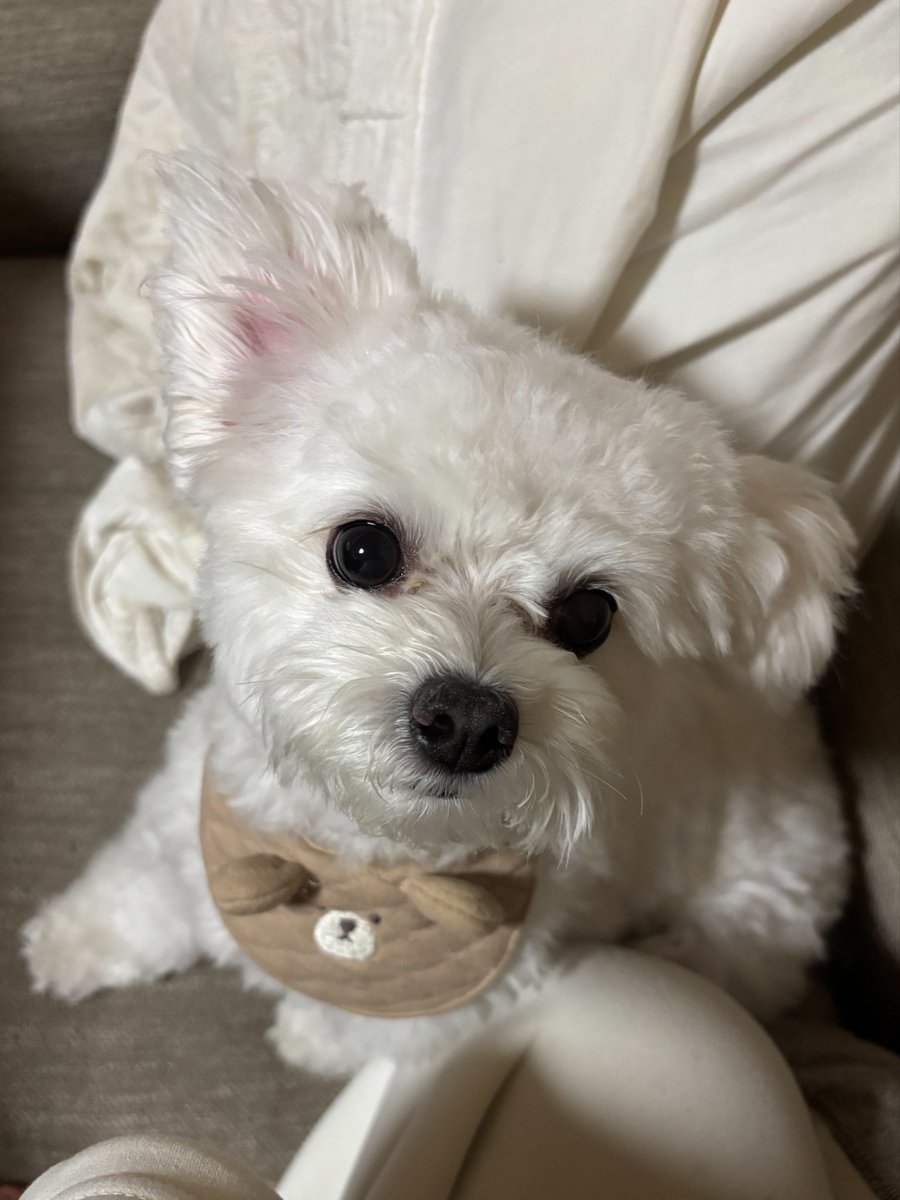 fuafua_824's tweet photo. きゅるきゅるおめめ🐶🩷 https://t.co/TXSNupJ4lK