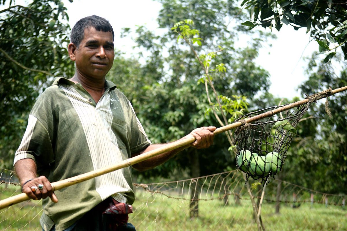 SreyashiDey's tweet photo. From orchards of Malda to global markets!
Nearly 6MT of #Malda #mangoes have been exported to #Italy, #UAE & other Middle Eastern countries under the #AamarMalda initiative.
A proud milestone powered by scientific farming, institutional convergence & hardwork from our farmers. https://t.co/0VtQJQz4Ly