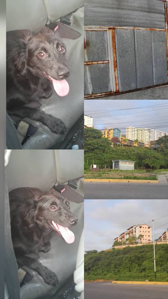 yaracalcagno's tweet photo. Difundo. Esta perrita la encontramos en la llanada la Guaira. Andaba desorientada y otros perros la estaban persiguiendo. Si la conocen se pueden comunicar conmigo.
Maira 0426-5184439. Mi hermano le va dar resguardo. https://t.co/gn4OSAxCVs