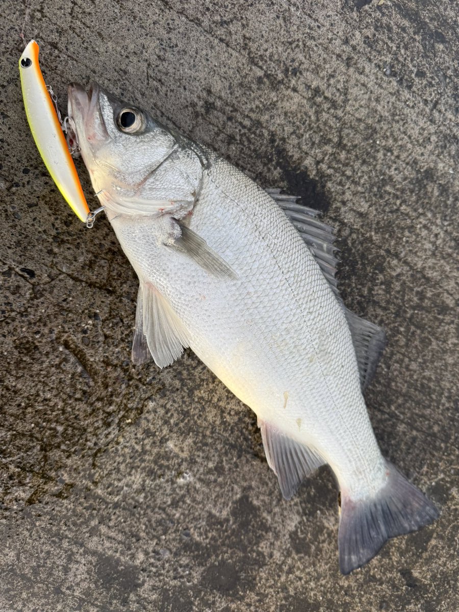mosagensui's tweet photo. ようやくまともなお魚さん釣れました| ‾᷄ω‾᷅)و✧ｸﾞｯ

ナイスサイズなヒラスズキ様
内臓脂肪たっぷりで美味しそうです♪

やったゾォォォォ！！ https://t.co/o19Iic8xJ0