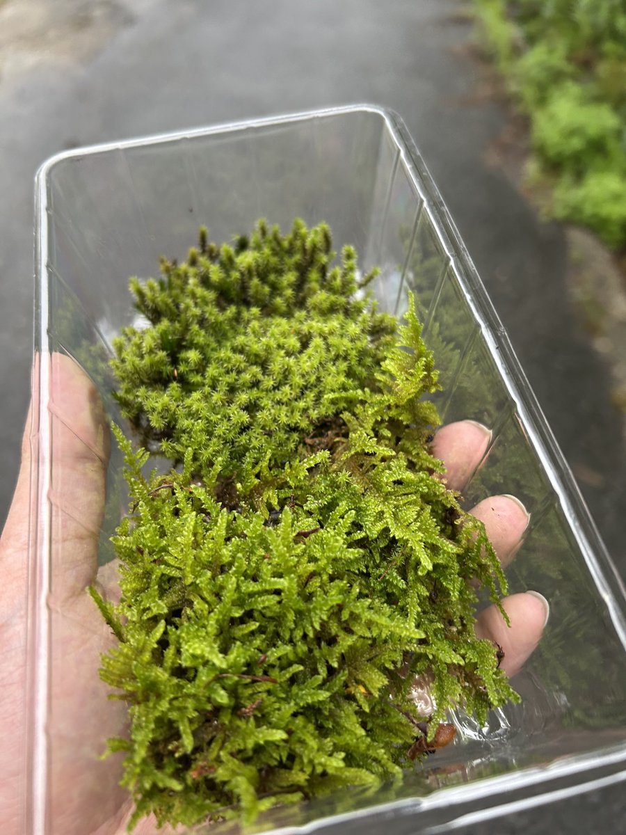 HONEY_FN_'s tweet photo. 苔テラリウムに使える苔採取してきた🌱
害虫は嫌だけど田舎も良い所もあるね🥹 https://t.co/FPKaAYJJPr
