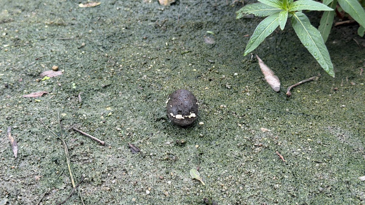 otterpgh's tweet photo. 不知道是不是看水獺看的太多了
覺得什麼東西都是水獺的形狀
這是今天探勘水獺棲地
突然發現的一顆小石頭？果實？
就像水獺一樣的在角落出現
連正面也很像
趕緊拍照📷
想尋問看看大家的看法
到底是不是小編的錯覺呢？

#水獺 #Seeme露 https://t.co/zgT3yUx550