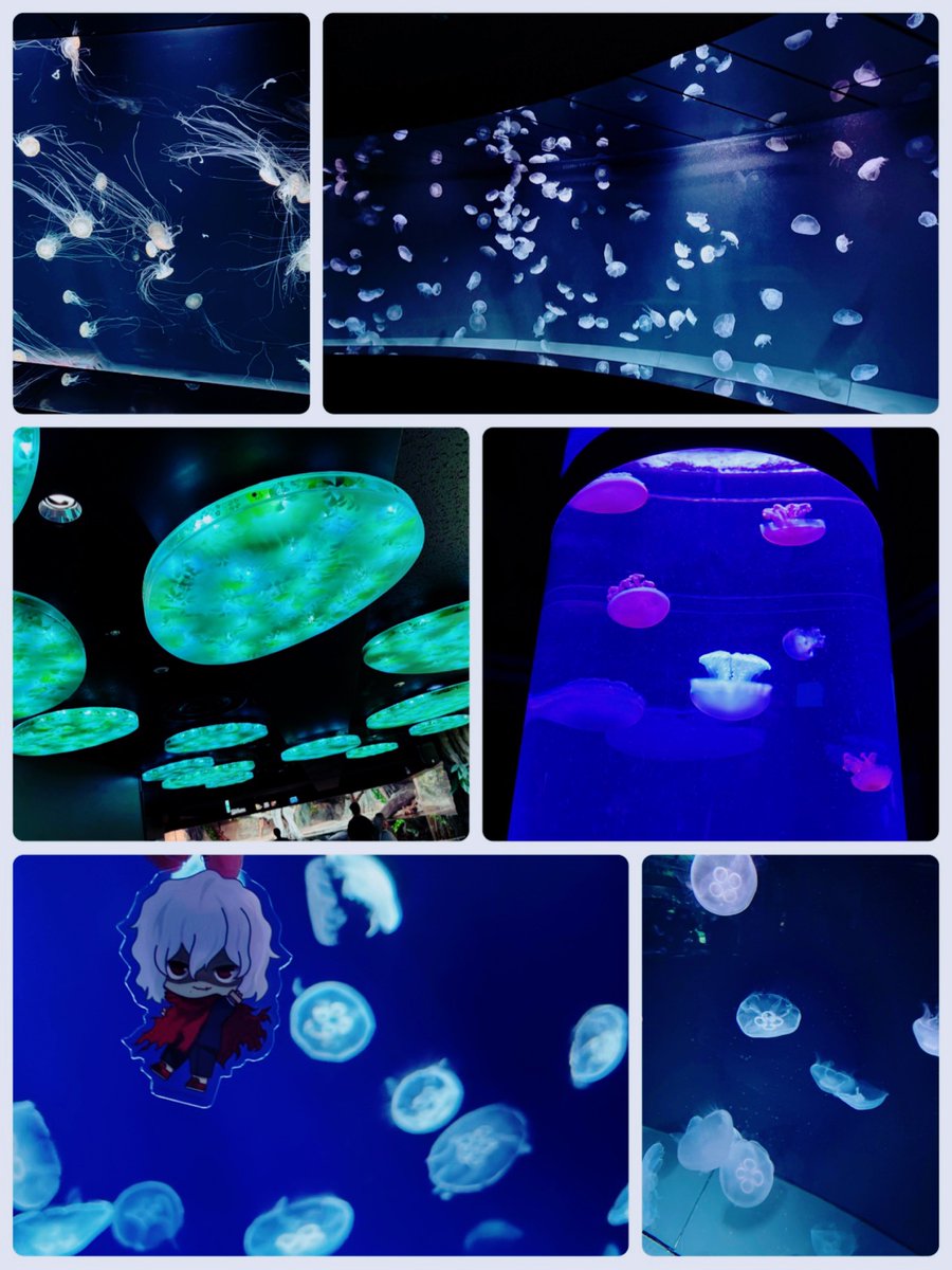 nateees27's tweet photo. 🍊ちゃんと水🐠族🐬館もいってきました✨ https://t.co/M99KXyynfi
