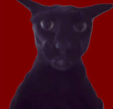 GIN_Finn's tweet photo. I think Evil Larry visited me last night.

Had a dream where a black cat with malicious aura attacked me in my sleep and started biting me.
Realized it was a dream, but couldnt wake up, so I started chasing him in some extremely vivid backrooms-ass corridors but couldnt find him- https://t.co/LHBU7q9qqZ